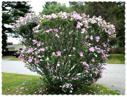 Hibiscus Syriacus