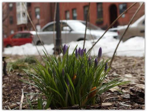 Boston Crocus