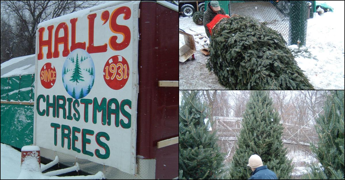 Hall Christmas Tree Concord