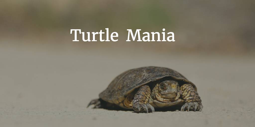 Turtle Mania